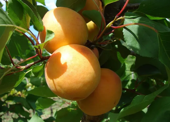 Gastehaus Weinbergblick