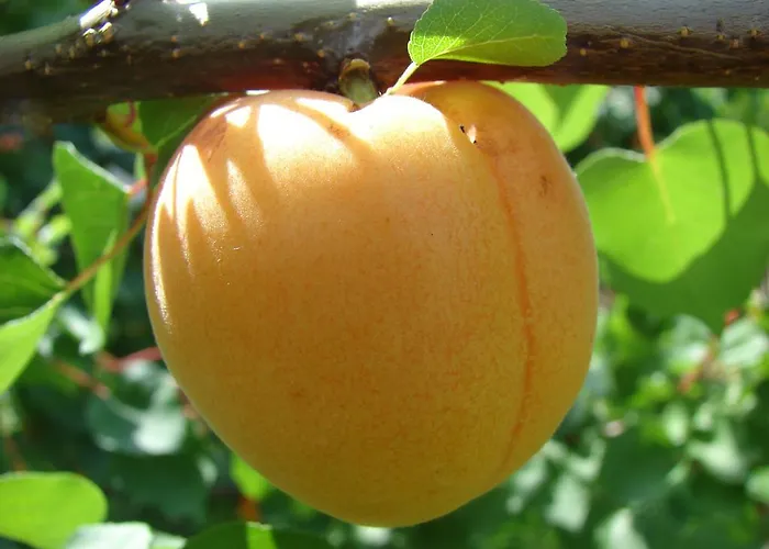 Pensión Gastehaus Weinbergblick